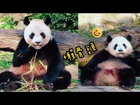 圓寶吃完筍子，一次抓兩根竹竿在手裡，圓寶也懂得藏食物了|熊貓貓熊The Giant Panda Yuan Yuan and Yuan Bao|台北市立動物園