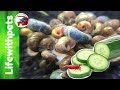 How to feed cucumber to fish snails and shrimp