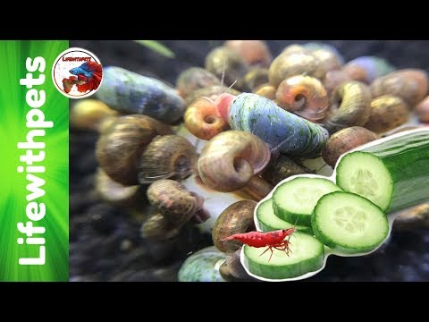 How to feed Cucumber to Fish, Snails and Shrimp