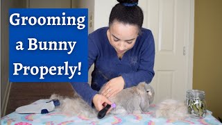 How to Groom a Bunny Rabbit Properly : Tools, Tips, and Tricks