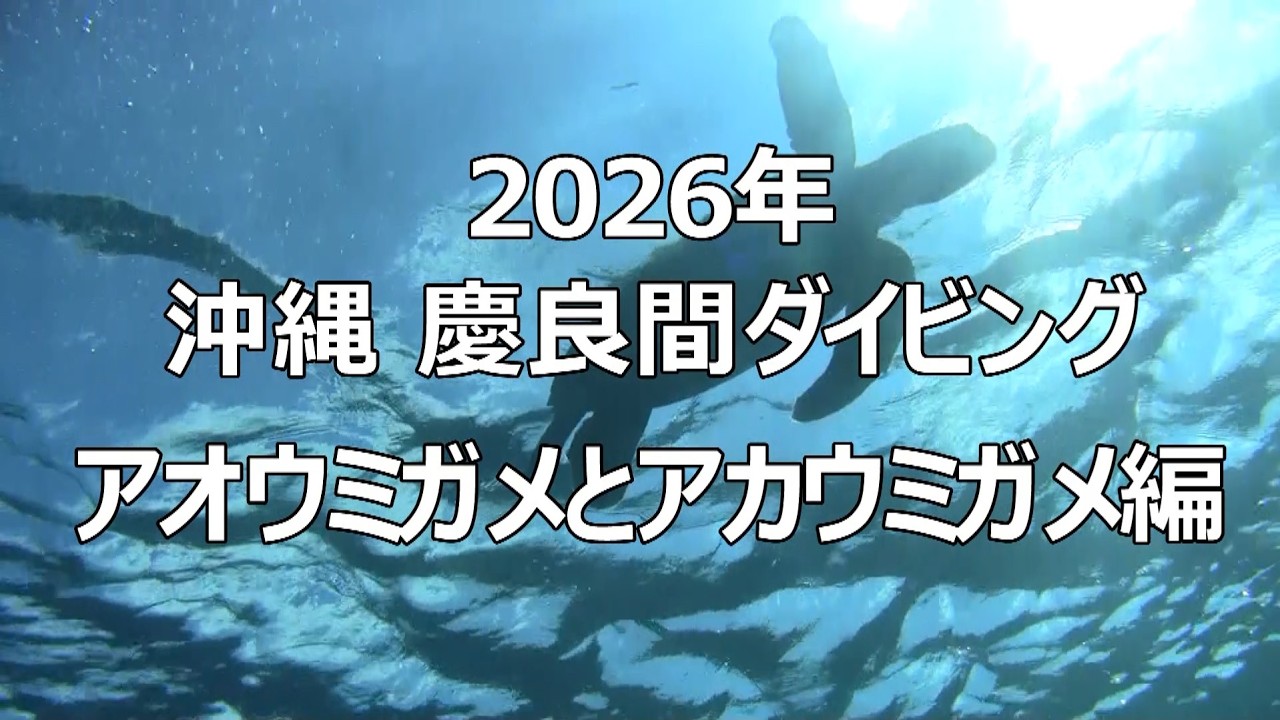 Diving】6分57秒：2026年沖縄 慶良間ダイビング（亀Ver） - YouTube