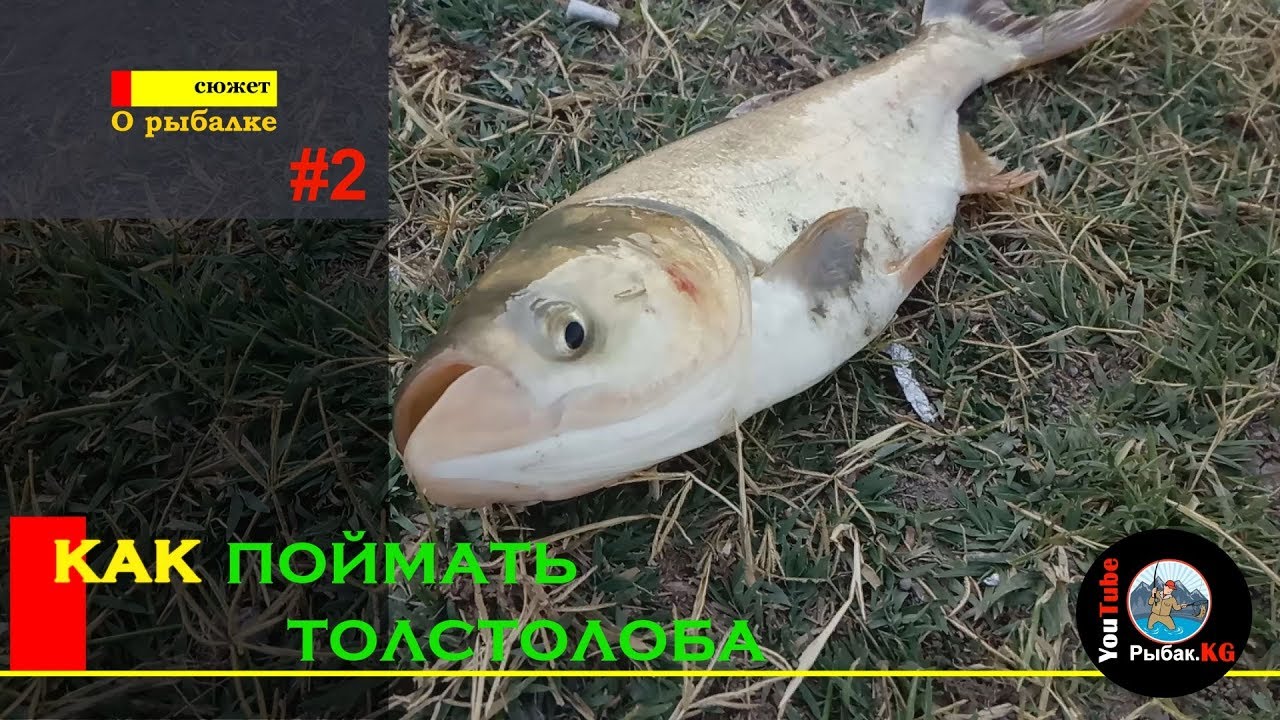 Клев на оке сегодня