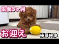 生後3か月の子犬をお迎えした頃に戻ってみる【トイプードルのコロン】