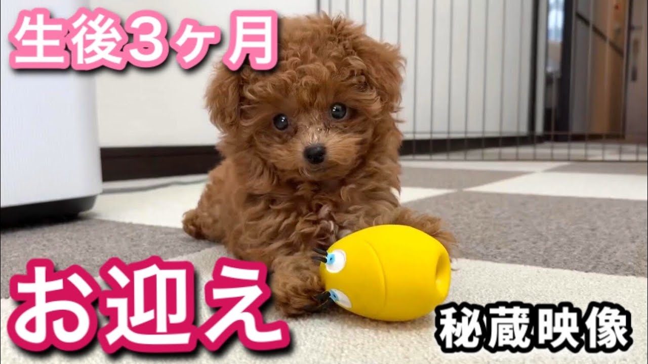 生後3か月の子犬をお迎えした頃に戻ってみる トイプードルのコロン Youtube