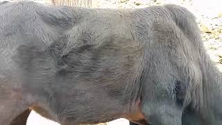 Cow New Vidio Cow Meta Khawark Kata Hy Cow Sipmal Vidios