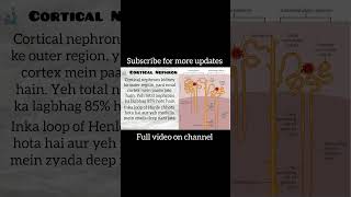 Cortical vs Juxtamedullary Nephron | Complete Comparison (Easy Explanation) #mdcatpreparation