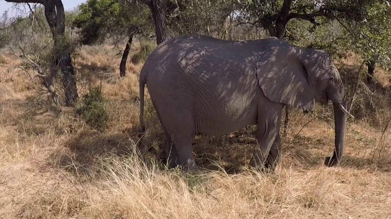 Kurt Safari Game Drive