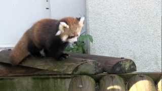 母を呼ぶレッサーパンダの赤ちゃん~Red Panda Baby is crying