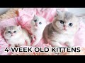 SUPER CUTE 4 WEEK OLD KITTENS Playing & Wrestling 🥰+ Sharing Their Names With You All!