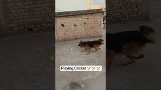 Cricket With German Shepherd 🔥🔥 #germanshepherd #charlie #gsd #dog #gsdpuppy #rcb #ipl2025