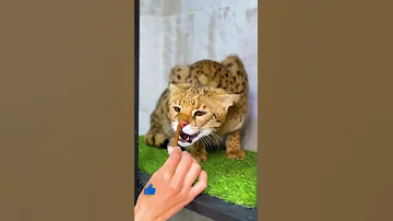Подстава от хитрого саванны ф1 🙀