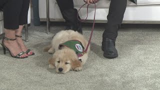 Meet Ritz! 13 ON YOUR SIDE's newest Paws with a Cause pup