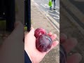 Красные сливы с рынка Shorts Красные сливы с рынка Shorts