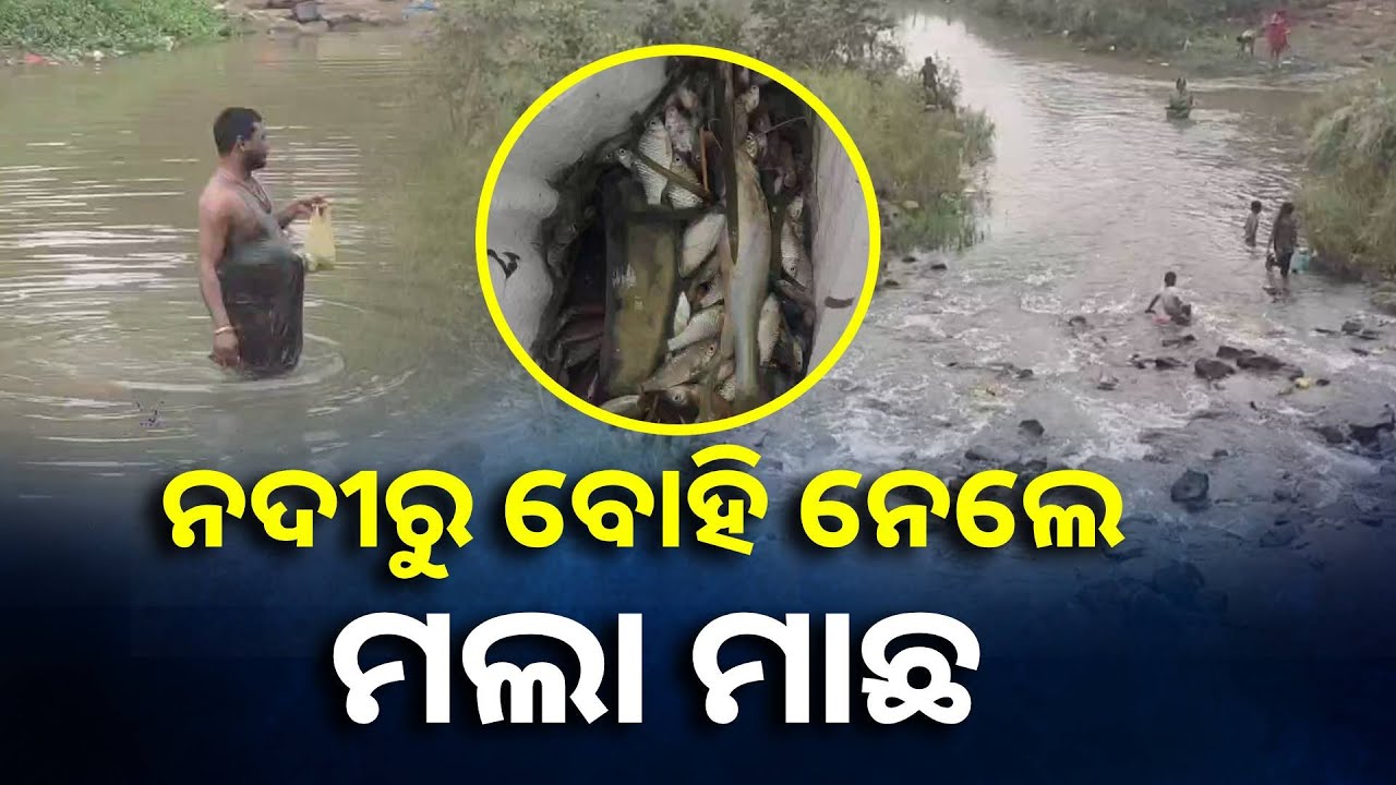 ସାପୁଆ ନଦୀରେ ହଠାତ୍ ଭାସି ଉଠିଲେ ଶହ ଶହ ସଂଖ୍ୟାରେ ମାଛ || Knews Odisha
