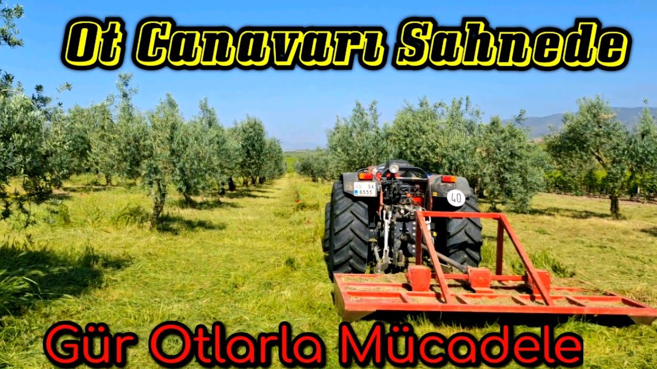 Ot Biçme Makinası ile Zeytin Bahçesinde Malçlama / Gür Otlarla Mücadele / Same Frutteto Platform 105