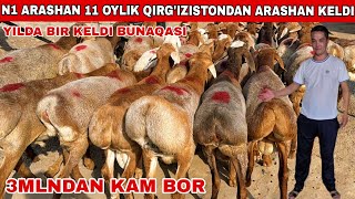 : YILDA BIR KELADI 3 MLNDAN KAMI BOR  ARASHAN N1 KELDI QIRGIZISTONDAN BU RUVOJIDDINAKAG 2025 REKORT