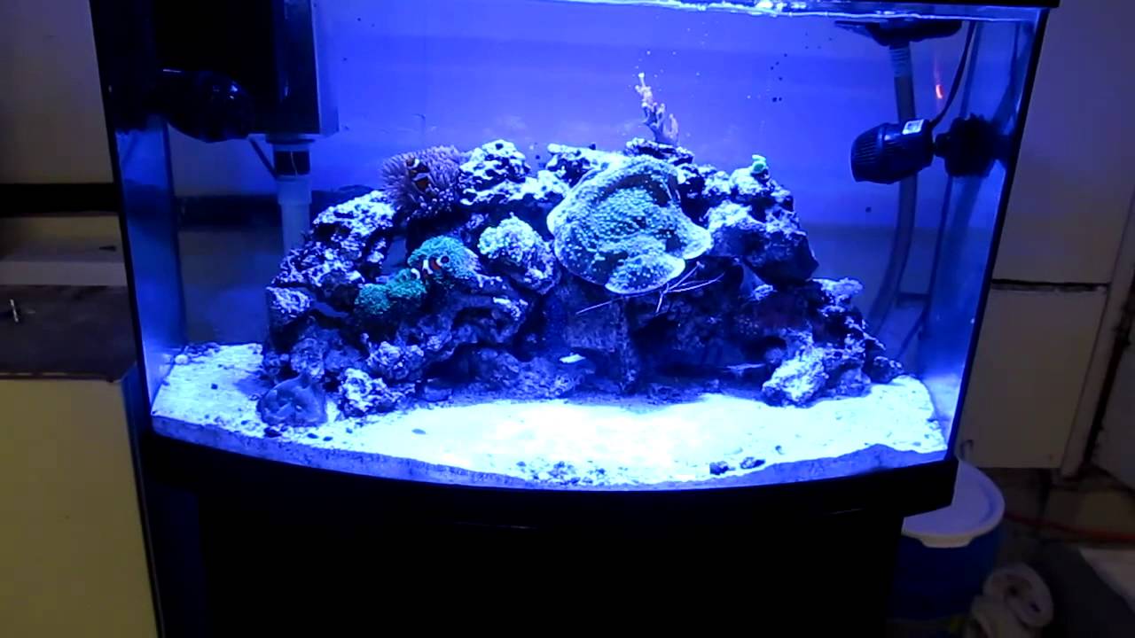46gallon New Lighting Update Part 2 - YouTube CaliReef
