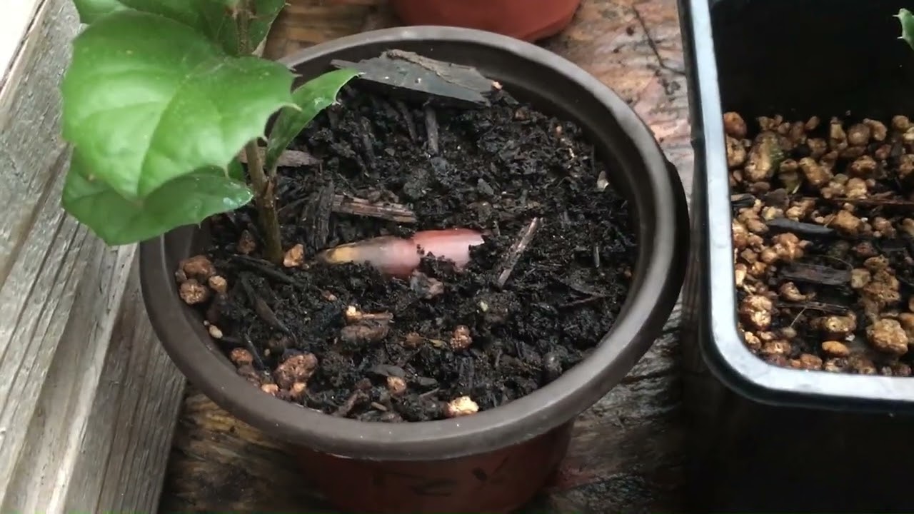 Growing Texas Live Oak Trees!