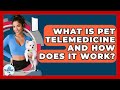 What Is Pet Telemedicine And How Does It Work? - TeleVet Talk