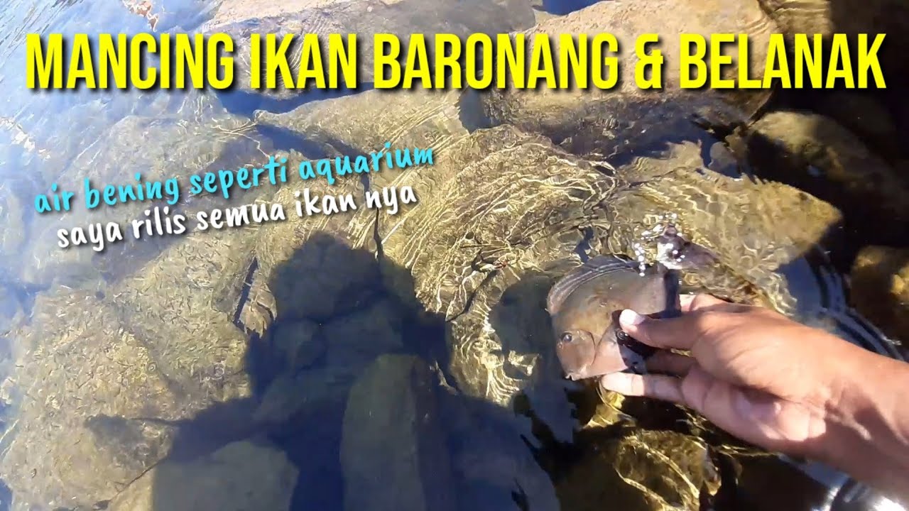 Mancing Ikan Baronang dan Belanak