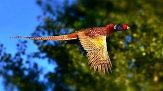 Fazanaj pensoj: La bela poemo de Ĉina tradicio reprezentita en Esperanto