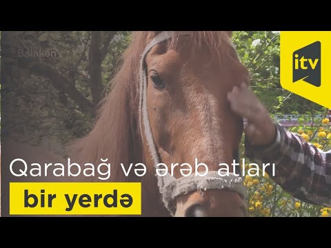 Qarabağ atları ilə ərəb atları bir yerdə - Balakəndə
