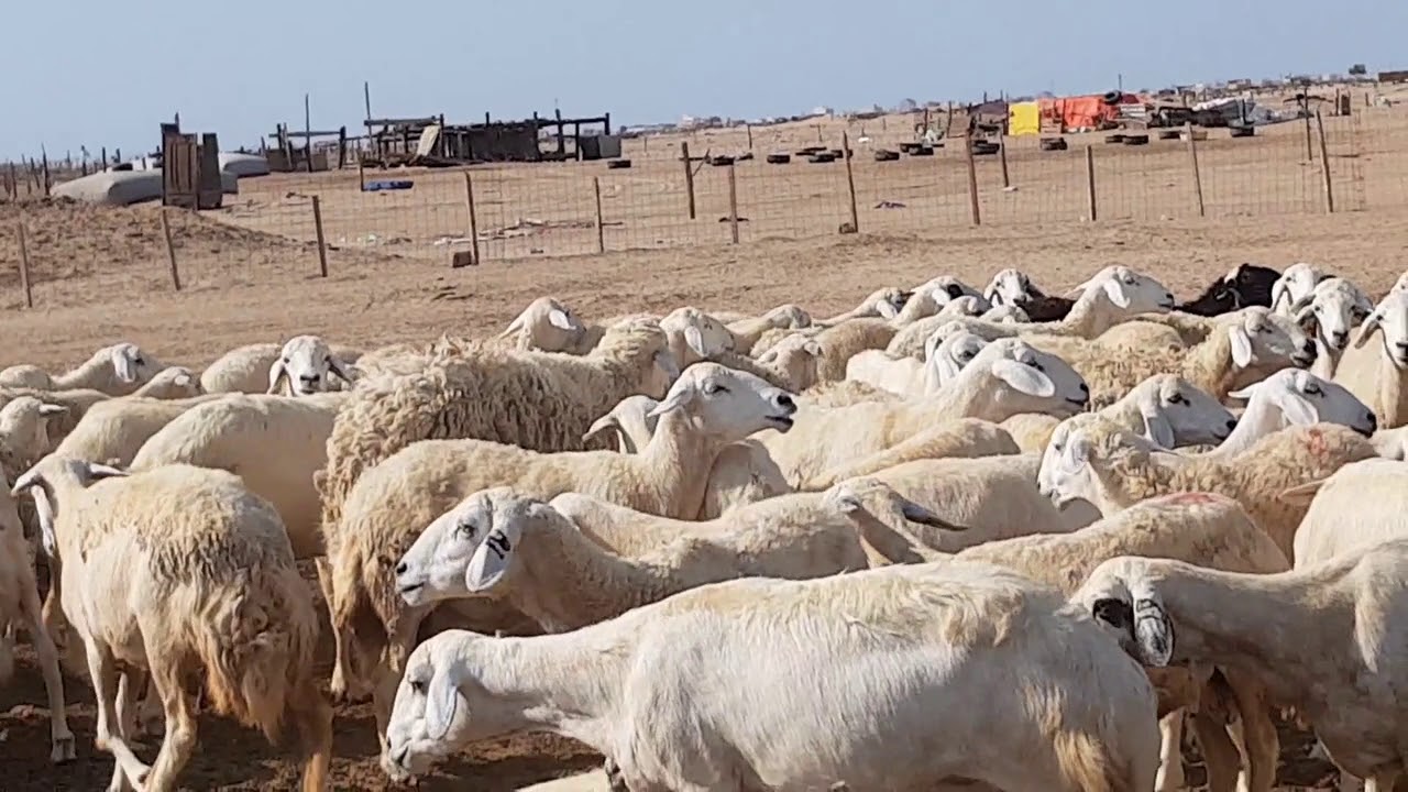 Goat Farm In Desert Of Saudi Arabia - مزرعة الماعز في صحراء المملكة