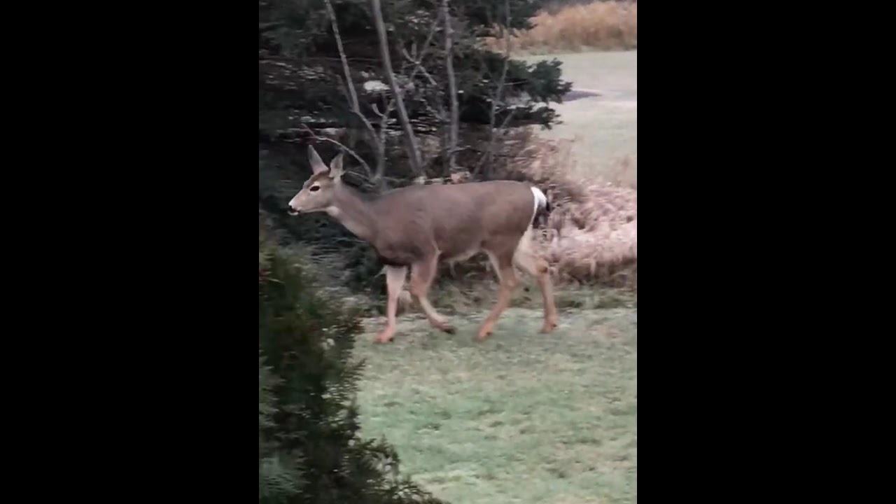 Deer In My Backyard 1 21 Odocoileus Hemionus ミュールジカ 多分 Youtube