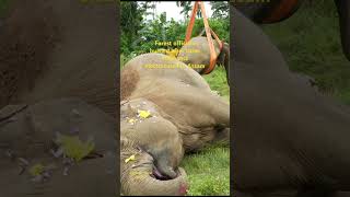 Elephants electrocution in Assam