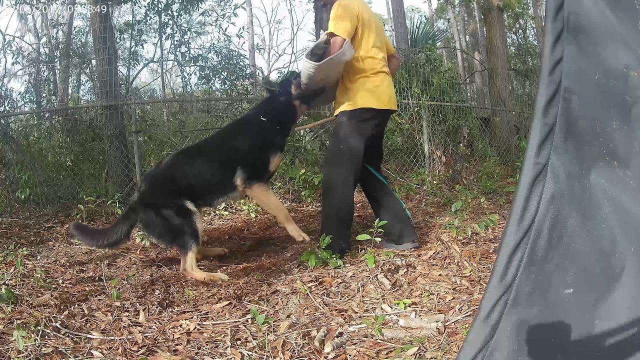 Dog training Jacksonville, Florida Inigo El Dorado 15months YouTube