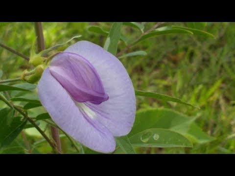 Video: Clitoria Trifoliate - Rampicante Tropicale