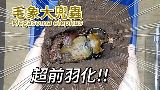 【山林蟲坊】超進度的毛象大兜蟲 | Megasoma elephus: The Males Are Ahead of Schedule!