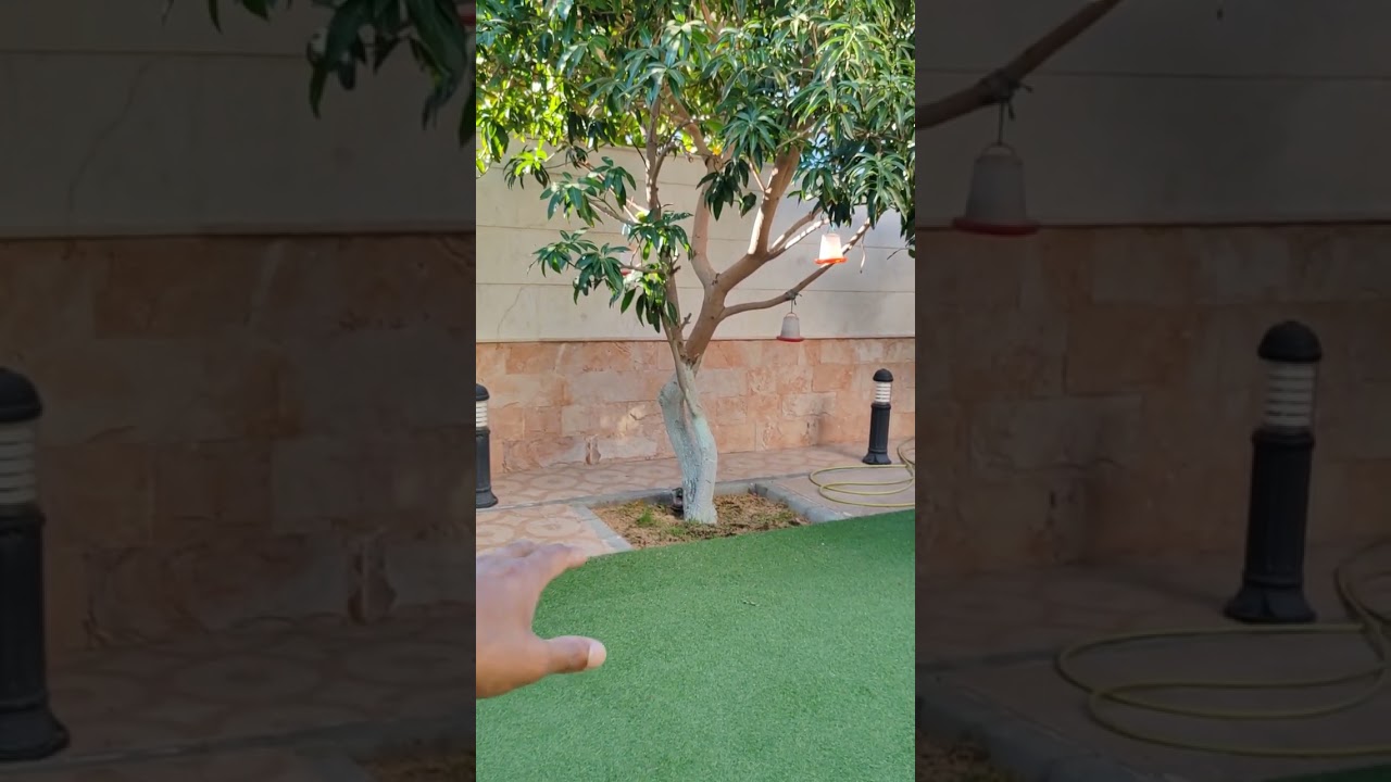 عوامل نجاح زراعة المانجو