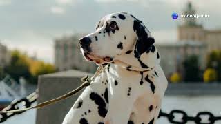 Designer Dogs Explained