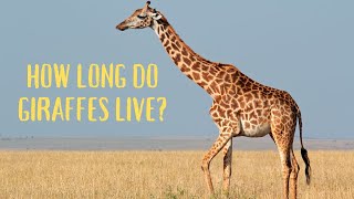 How Long Do GIRAFFES Live?