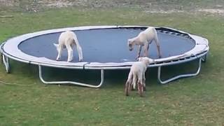 Sheep on trampoline