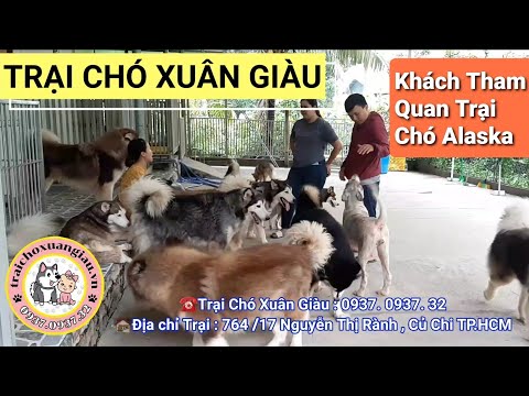 TRẠI CHÓ XUÂN GIÀU / Khách Xuống Tham Quan Trại Chó Alaska và Phối Giống với Chó Đực Của Trại