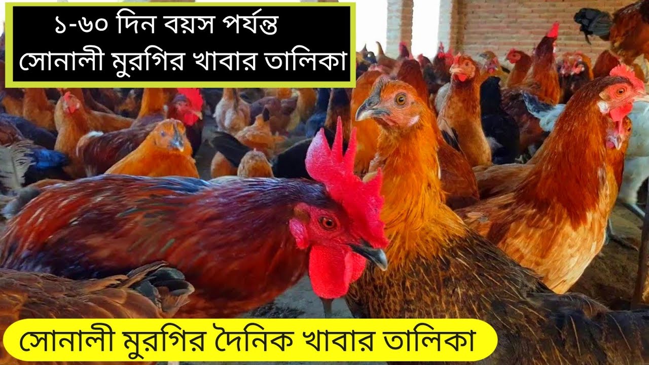 গরমে সোনালী মুরগির খাবার তালিকা। ১-৬০ দিন বয়স পর্যন্ত সোনালী মুরগির দৈনিক খাবার তালিকা
