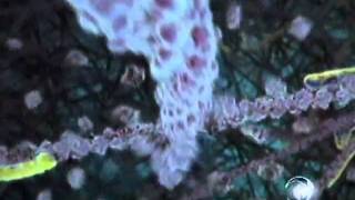 Robert Lu  - Cell Animation Video as seen on ABC News 12_12_2006.flv