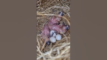 fawn java #foryou #java #shortvideo #birdslover #viral #viralvideo #viralshorts