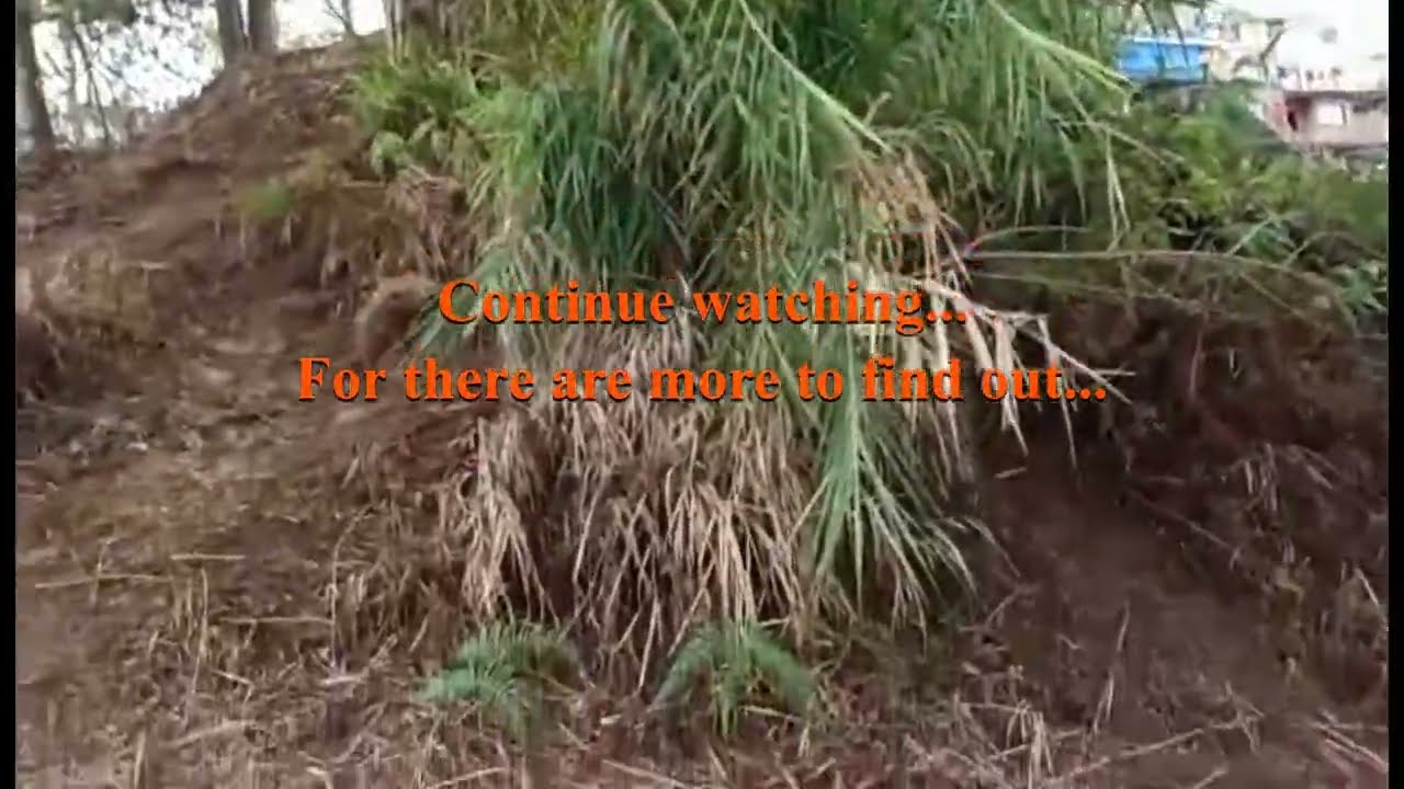 Pine Tree with Multiple Stems