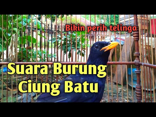 Suara siulan Burung Ciung Batu class=