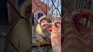 #monkey#fun #funny #strret #trend #cute #trending #pets #viralvideo #animals #comedy #shorts #laugh