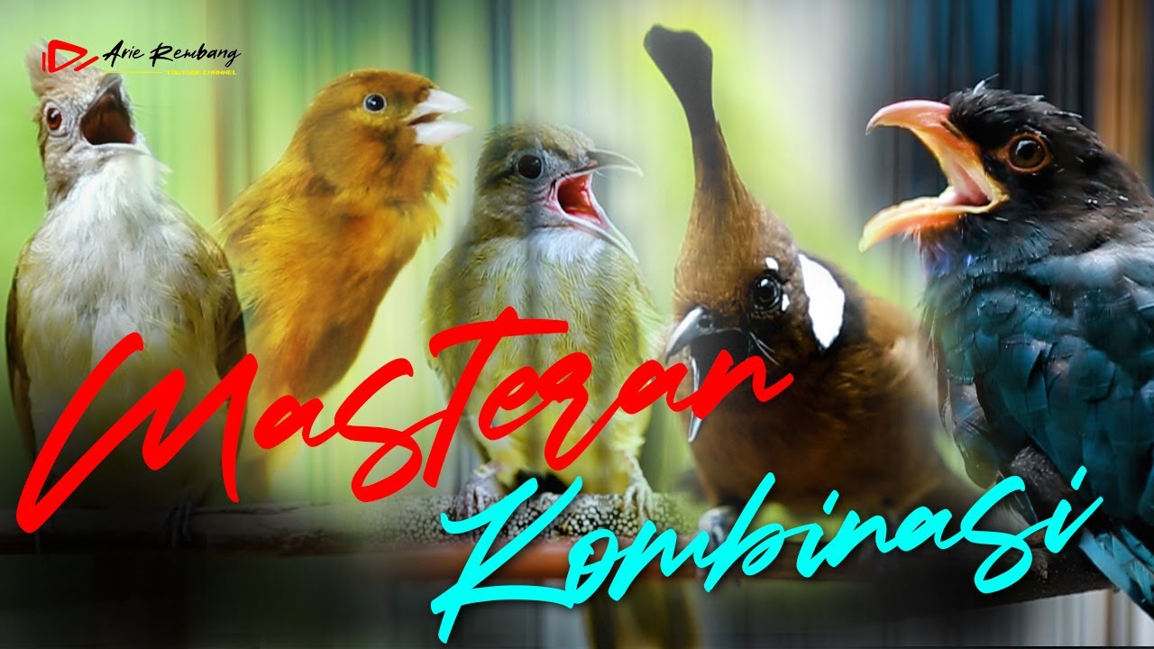 KAPAS TEMBAK - KENARI - TENGKEK BUTO - CUCAK JENGGOT - CILILIN