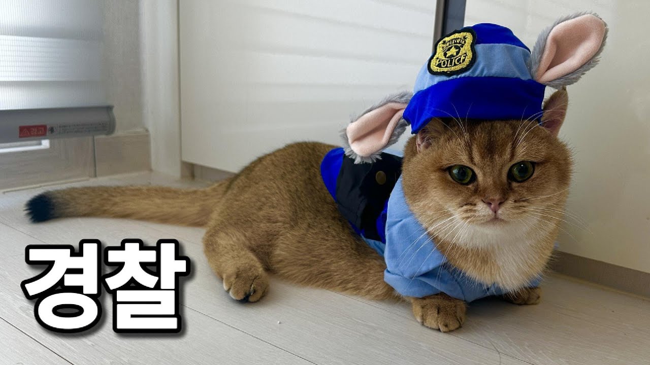 토끼 아닌 고양이