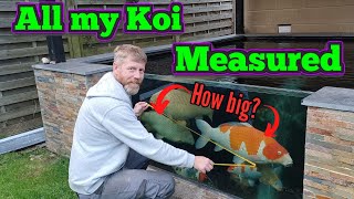 All Koi measure up - 2022 have they grown?