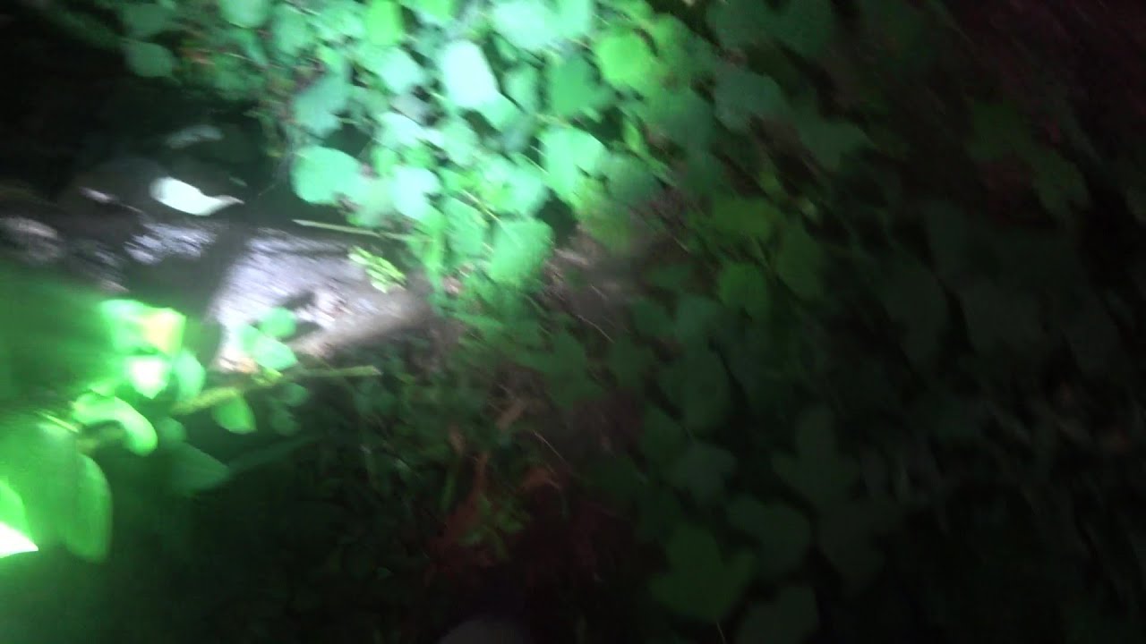 Nature Wonderland; admiring our star wild vine and removing more nuisance grass 20250906