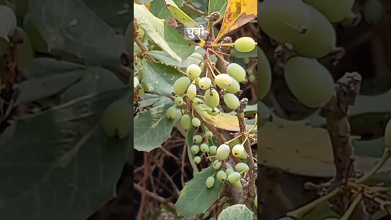 Berberis aristata(चुत्रो) 
