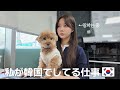 天国のような韓国の職場環境🇰🇷愛犬と出勤するVLOG🐶