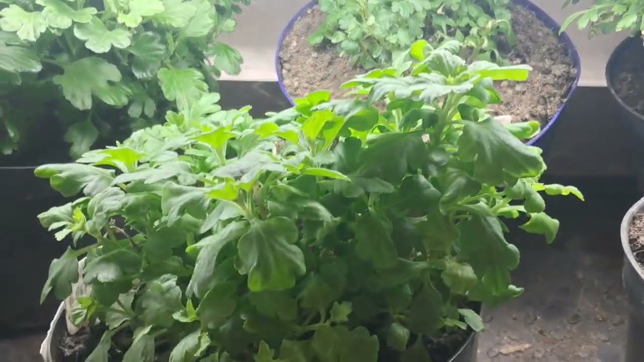 Я ВЫЖГЛА ПОЧВЕННЫХ КОМАРИКОВ/МОШЕК УЛИЧНОЙ ХИМИЕЙ. ТРУПЫ на ПОЛУ и ,что делаю дальше ?!